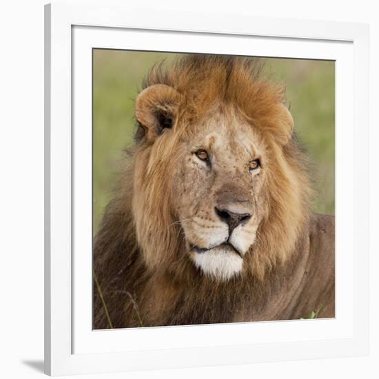 African Lion Male-null-Framed Photographic Print