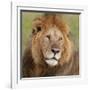 African Lion Male-null-Framed Photographic Print