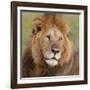 African Lion Male-null-Framed Photographic Print