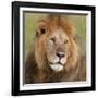 African Lion Male-null-Framed Photographic Print