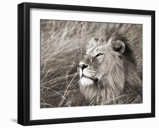 African lion, Masai Mara, Kenya-Frank Krahmer-Framed Art Print