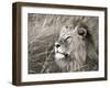 African lion, Masai Mara, Kenya-Frank Krahmer-Framed Art Print