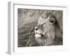 African lion, Masai Mara, Kenya-Frank Krahmer-Framed Art Print