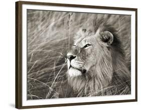 African lion, Masai Mara, Kenya-Frank Krahmer-Framed Art Print