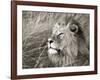 African lion, Masai Mara, Kenya-Frank Krahmer-Framed Art Print