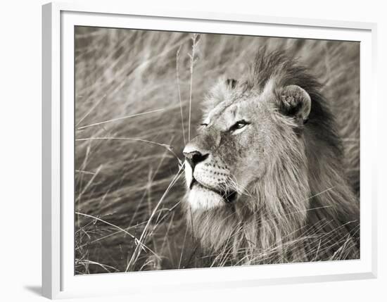 African lion, Masai Mara, Kenya-Frank Krahmer-Framed Art Print