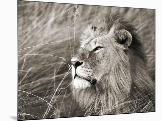 African lion, Masai Mara, Kenya-Frank Krahmer-Mounted Art Print