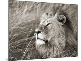 African lion, Masai Mara, Kenya-Frank Krahmer-Mounted Art Print