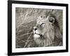 African lion, Masai Mara, Kenya-Frank Krahmer-Framed Art Print