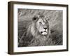 African lion, Masai Mara, Kenya-Frank Krahmer-Framed Art Print