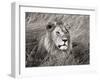 African lion, Masai Mara, Kenya-Frank Krahmer-Framed Art Print