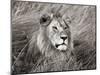 African lion, Masai Mara, Kenya-Frank Krahmer-Mounted Art Print