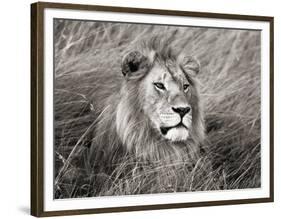 African lion, Masai Mara, Kenya-Frank Krahmer-Framed Art Print