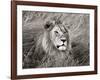 African lion, Masai Mara, Kenya-Frank Krahmer-Framed Art Print