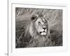 African lion, Masai Mara, Kenya-Frank Krahmer-Framed Art Print