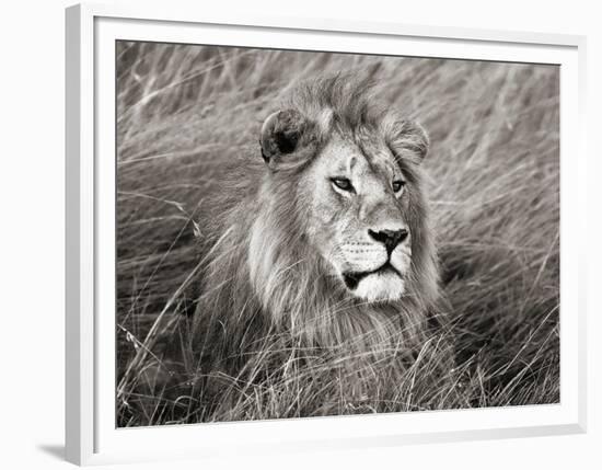 African lion, Masai Mara, Kenya-Frank Krahmer-Framed Art Print