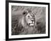 African lion, Masai Mara, Kenya-Frank Krahmer-Framed Art Print