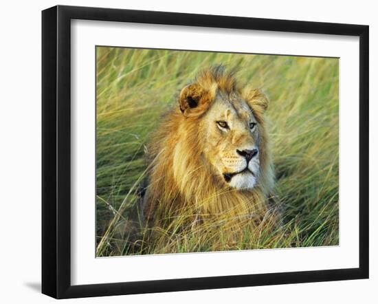 African lion, Masai Mara, Kenya-Frank Krahmer-Framed Art Print