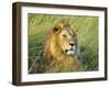 African lion, Masai Mara, Kenya-Frank Krahmer-Framed Art Print