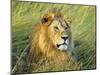 African lion, Masai Mara, Kenya-Frank Krahmer-Mounted Art Print