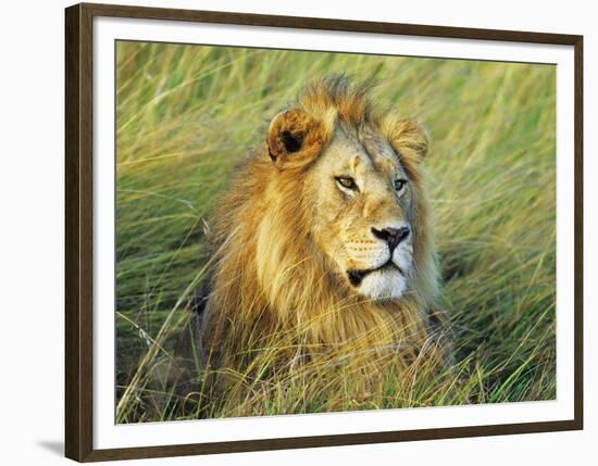 African lion, Masai Mara, Kenya-Frank Krahmer-Framed Art Print