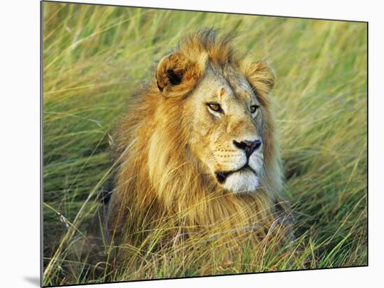 African lion, Masai Mara, Kenya-Frank Krahmer-Mounted Art Print