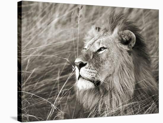 African lion, Masai Mara, Kenya-Frank Krahmer-Stretched Canvas