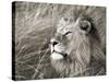 African lion, Masai Mara, Kenya-Frank Krahmer-Stretched Canvas