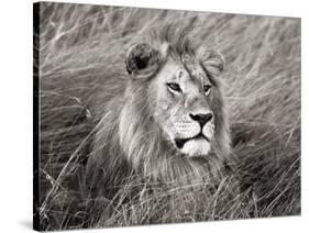 African lion, Masai Mara, Kenya-Frank Krahmer-Stretched Canvas