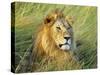 African lion, Masai Mara, Kenya-Frank Krahmer-Stretched Canvas