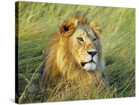 African lion, Masai Mara, Kenya-Frank Krahmer-Stretched Canvas