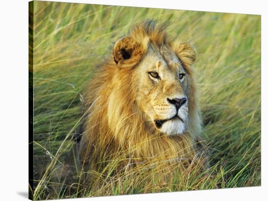 African lion, Masai Mara, Kenya-Frank Krahmer-Stretched Canvas