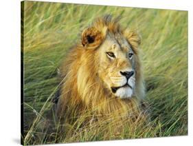 African lion, Masai Mara, Kenya-Frank Krahmer-Stretched Canvas