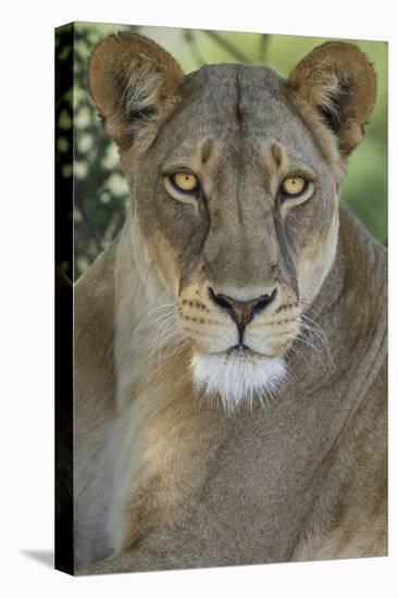 African lion, Mashatu Reserve, Botswana-Art Wolfe-Stretched Canvas