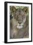 African lion, Mashatu Reserve, Botswana-Art Wolfe-Framed Photographic Print
