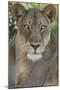 African lion, Mashatu Reserve, Botswana-Art Wolfe-Mounted Photographic Print