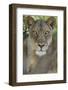 African lion, Mashatu Reserve, Botswana-Art Wolfe-Framed Photographic Print