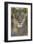 African lion, Mashatu Reserve, Botswana-Art Wolfe-Framed Photographic Print