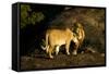 African Lion Pair-Mary Ann McDonald-Framed Stretched Canvas