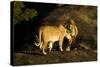 African Lion Pair-Mary Ann McDonald-Stretched Canvas