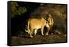 African Lion Pair-Mary Ann McDonald-Framed Stretched Canvas