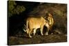 African Lion Pair-Mary Ann McDonald-Stretched Canvas