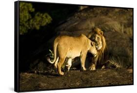 African Lion Pair-Mary Ann McDonald-Framed Stretched Canvas