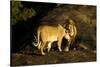 African Lion Pair-Mary Ann McDonald-Stretched Canvas