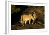 African Lion Pair-Mary Ann McDonald-Framed Photographic Print