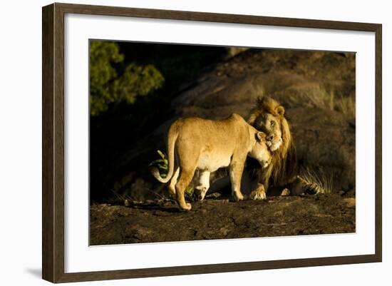 African Lion Pair-Mary Ann McDonald-Framed Photographic Print