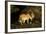 African Lion Pair-Mary Ann McDonald-Framed Photographic Print