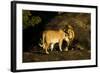 African Lion Pair-Mary Ann McDonald-Framed Photographic Print