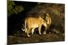 African Lion Pair-Mary Ann McDonald-Mounted Photographic Print
