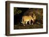 African Lion Pair-Mary Ann McDonald-Framed Photographic Print